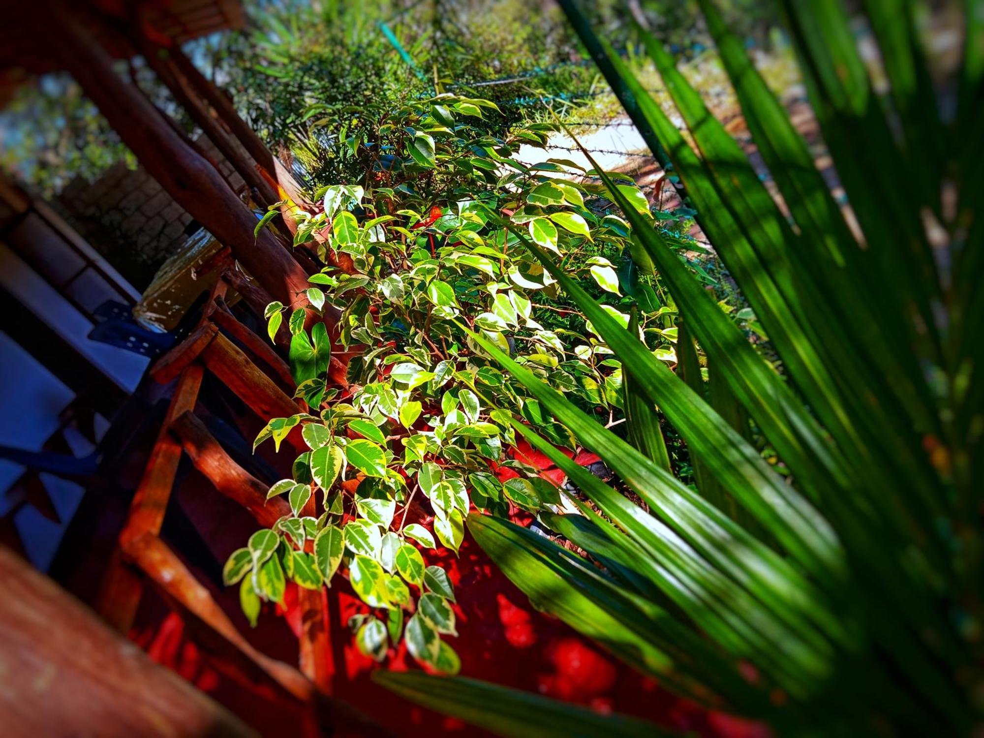New Rose Villa Bandarawela Ella Exteriör bild